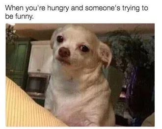 Food Hungrydog