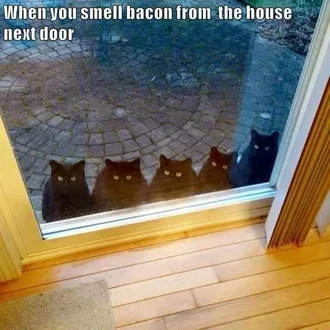 Bacon Cats