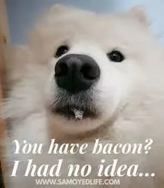 Bacon Youhave