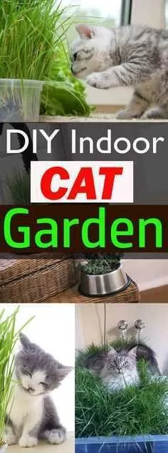 Diy Catgarden
