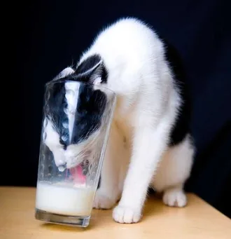 Cat Thief Funny Animal Pictures 36 605