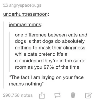 Hilarious Tumblr Posts 8  Cats Act
