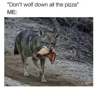 Hilarious Tumblr Pictures  Wolf Pizza