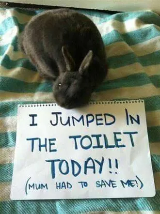 Bunny Shaming Jumped In Toilet