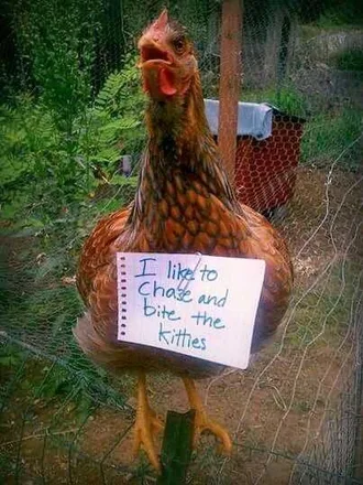 Chicken Shaming Bites Kittens