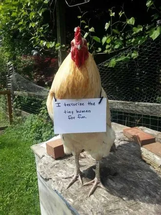 Chicken Shaming Terrorizes Tiny Humans