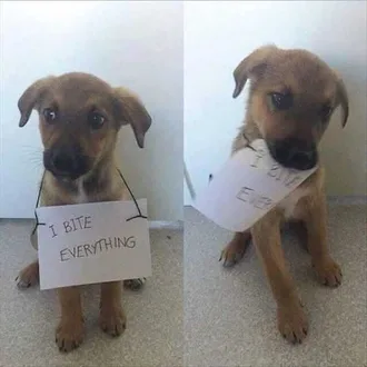 Dog Shaming Bites Everything