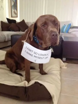 Dog Shaming Pic Old Dog Wakes Himself With Own Farts