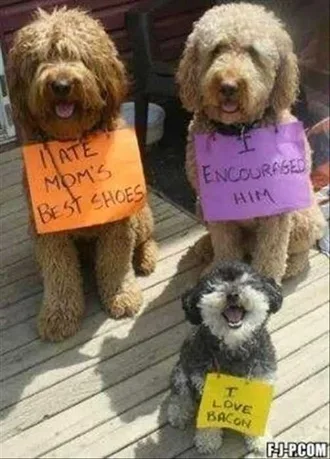 Dog Shaming Ate Owner'S Shoes