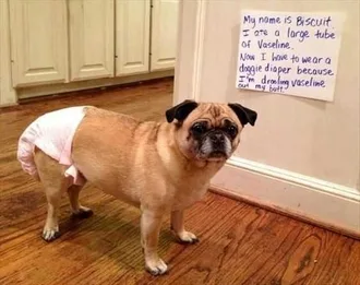 Dog Shaming Ate Vaseline Now Needs Diaper