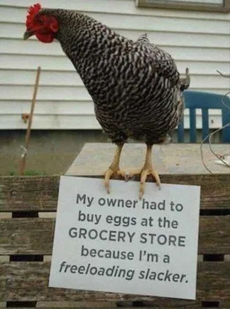 Chicken Shaming Pics Chicken Doesn'T Lay Eggs