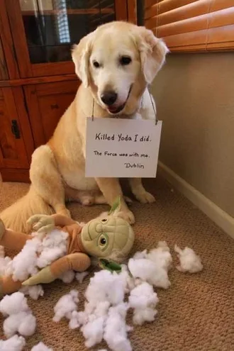 Dog Shaming Stronger Than The Force