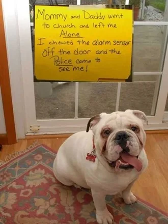 Dog Shaming Ate Alarm Sensor Which Alerted Police