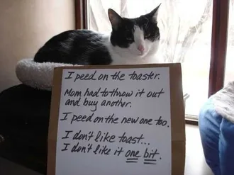 Cat Shaming Peed On Toaster
