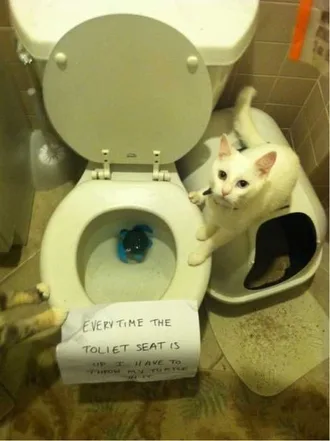Cat Shaming Pics Throws Favorite Toy In Toilet