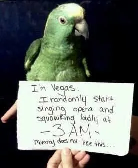 Parrot Shaming Sings Opera At 3Am