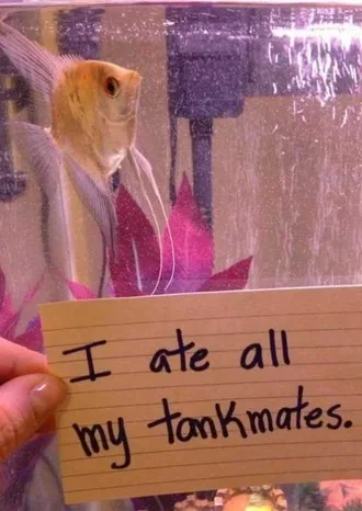 Fish Shaming Cannibal