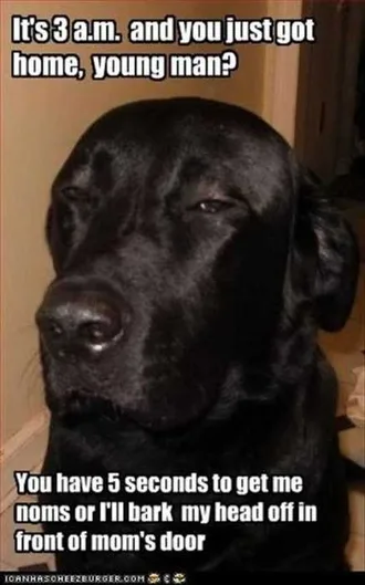 Funny Noms Dog