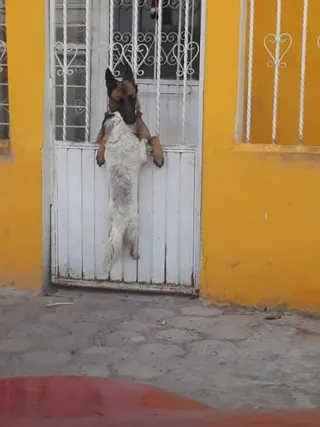 Thedodo.com 2