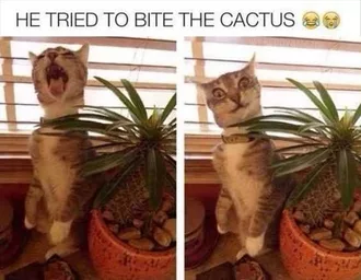 24 Hilarious Animal Pictures With Captions  Cat Vs Cactus