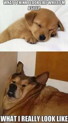 24 Hilarious Animal Pictures With Captions Idea Vs Reality