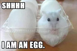 24 Hilarious Animal Pictures With Captions  An Egg