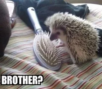 24 Hilarious Animal Pictures With Captions  Family Reunion