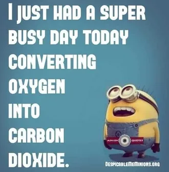 Super Funny Minion Quotes Busy Day