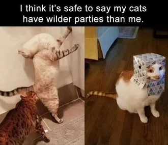 Hilarious Funny Images Cat Party