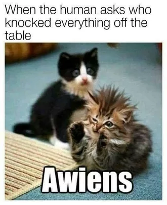 Animal Aliens