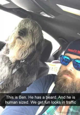 Animal Dog Beards