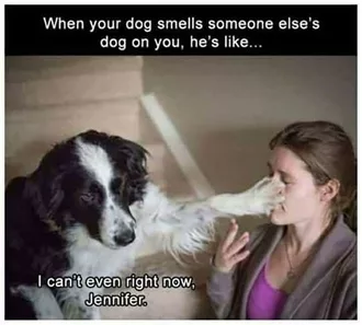 Animal Dog Smell