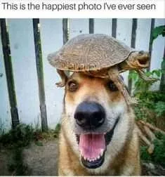 Animal Dog Turtle