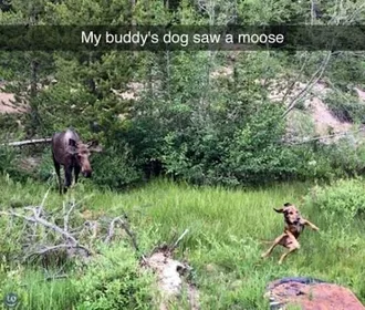 Animal Moose