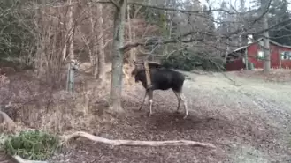 Man Rescues Moose Trapped In A Tree In Small Swedish Town 0 10 Screenshot