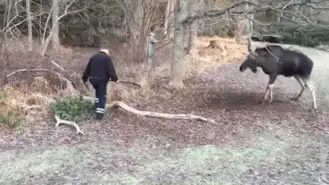 Man Rescues Moose Trapped In A Tree In Small Swedish Town 0 39 Screenshot