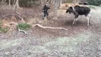 Man Rescues Moose Trapped In A Tree In Small Swedish Town 0 45 Screenshot