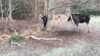 Man Rescues Moose Trapped In A Tree In Small Swedish Town 1 37 Screenshot