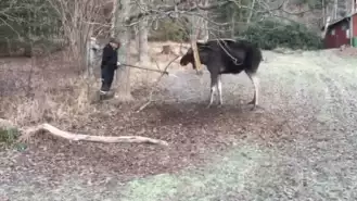 Man Rescues Moose Trapped In A Tree In Small Swedish Town 1 44 Screenshot