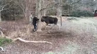 Man Rescues Moose Trapped In A Tree In Small Swedish Town 2 49 Screenshot