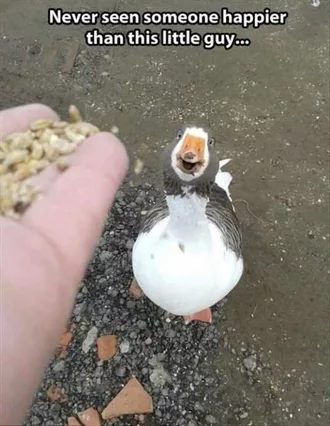 Animal Happy Duck