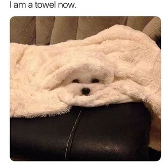 Animal Towel Now