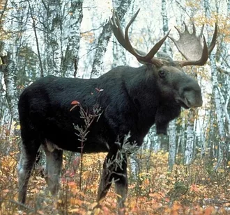 Moose Wiki