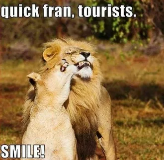 Tourists Lions
