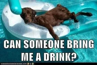 Funny Dog Drink