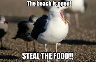 Funny Summer Seagull