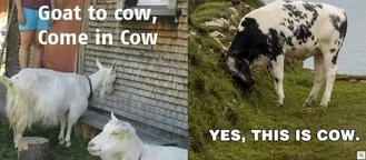 Animal Goat To Cow