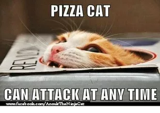 Animal Pizza Cat