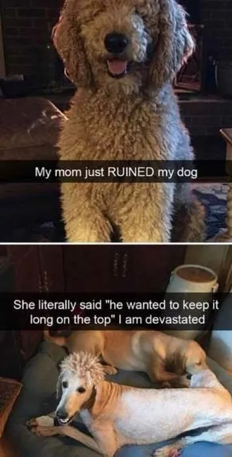 Animal Ruineddog