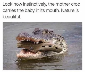 Funny Croc Carries
